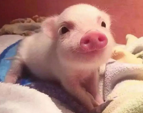  禁止泔水喂猪后怎么办？