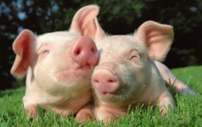 养猪业使用疫苗现象的反思，南阳正大康地简述