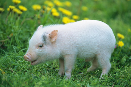 如何用标准化的生产流程管理技术提高猪的育种繁殖技术？